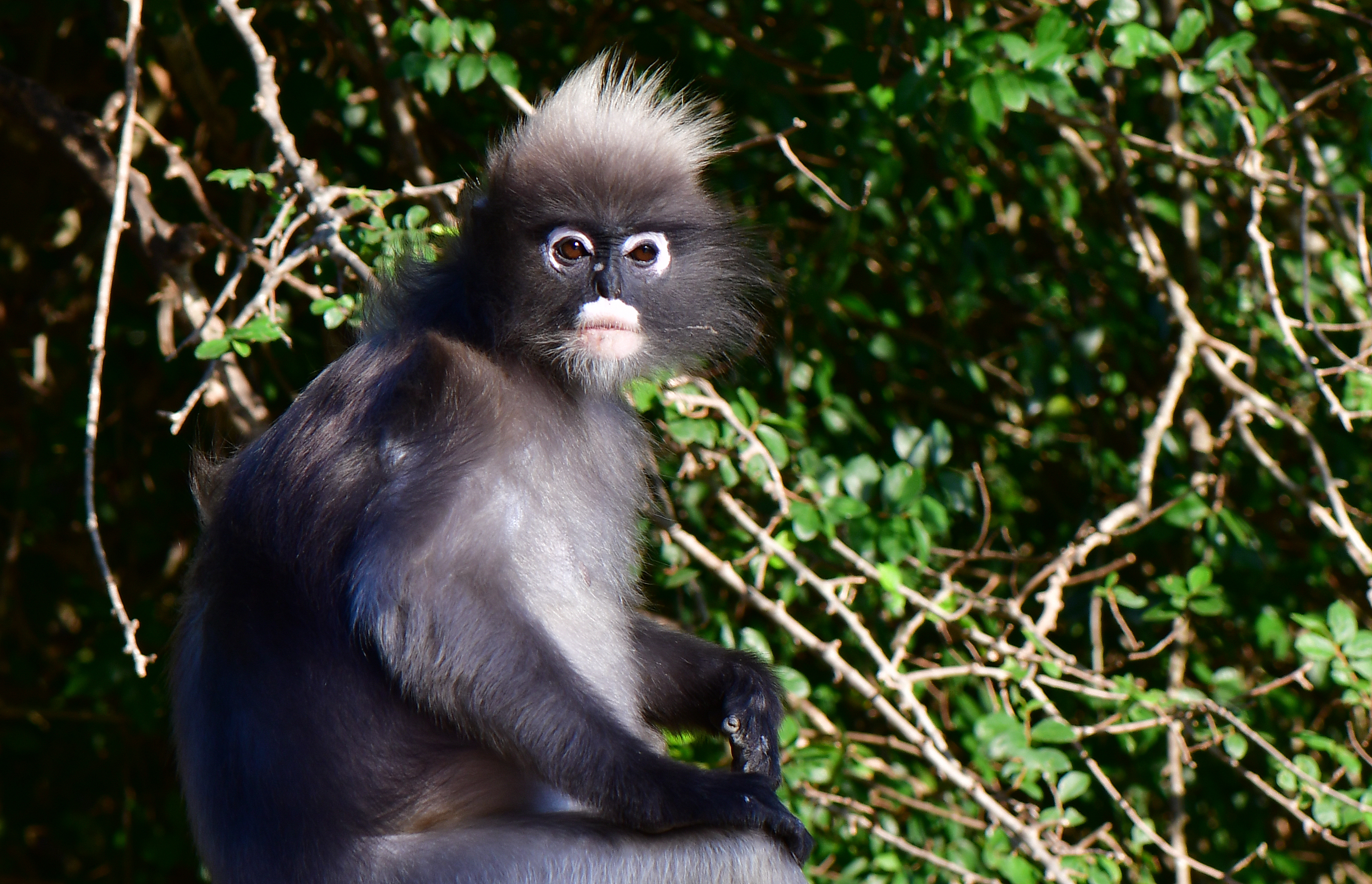 (Dusky Langur) Image